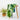 Green Tie Dye Soft Cotton Shibori Fabric For Dress Material Online