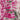 Tie Dye Shibori Pure Cotton Fabric for Cloth